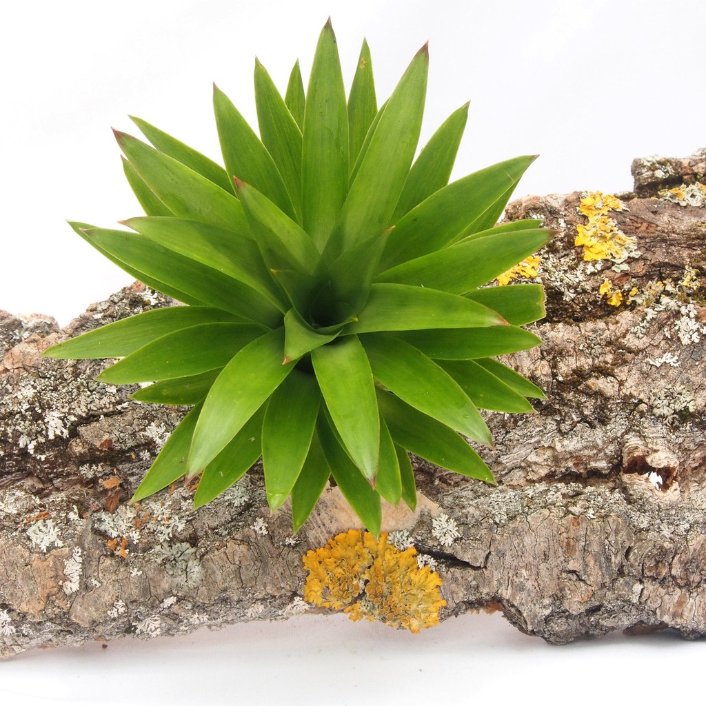 Guzmania 'Theresa Green' - terrarium, vivarium