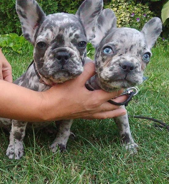 Buldog Francuski Blue Merle pieski