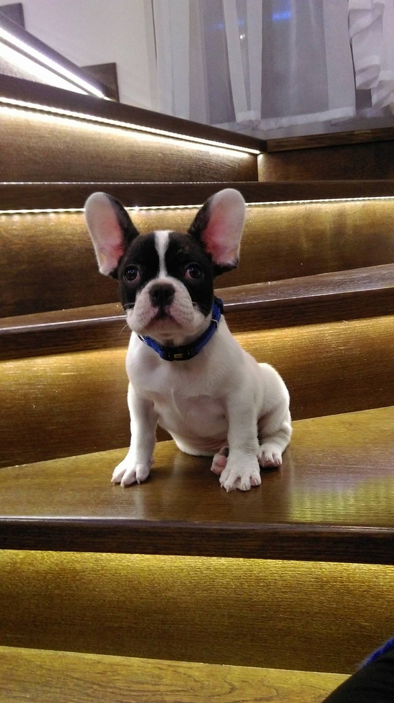 Buldog francuski 11 tygodni