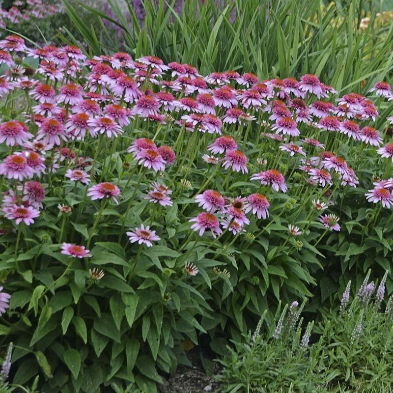 JEŻÓWKA BUTTERFLY KISSES echinacea 7394926387 oficjalne archiwum