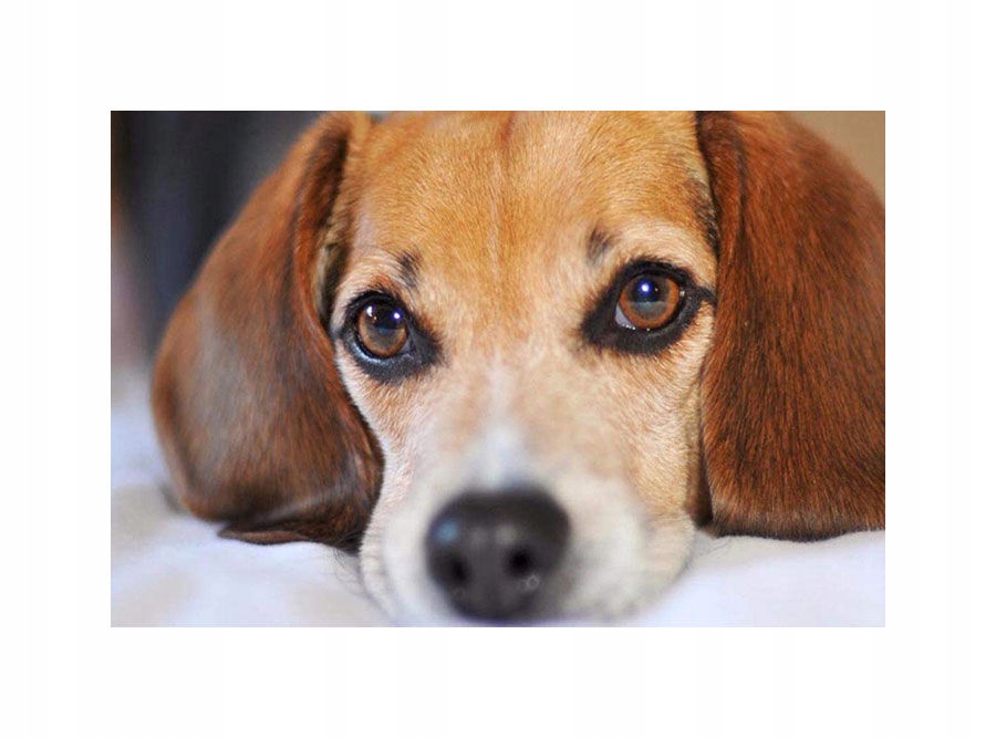 Pies beagle 5d rzemiosła diament malarstwa w