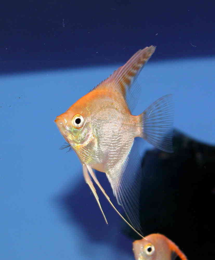 Skalar GOLD złoty 4-5cm Adamiak-ZOO