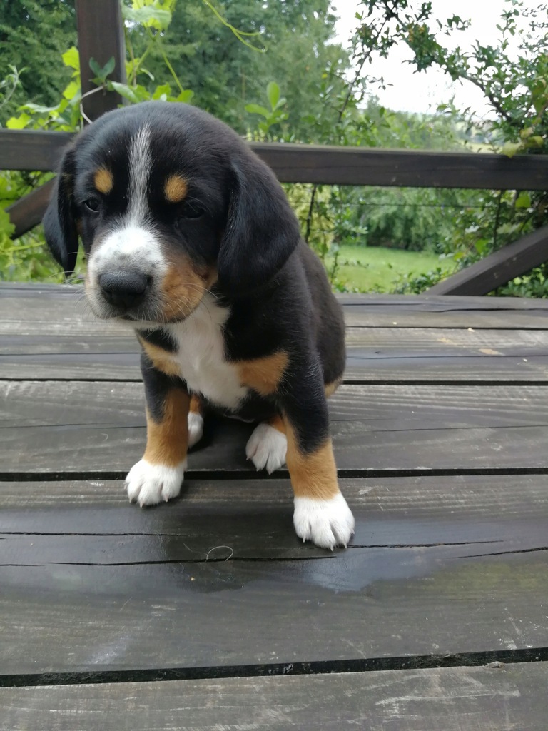 Szczeniaki WYSTAWOWE - Entlebucher ZKwP FCI Kraków