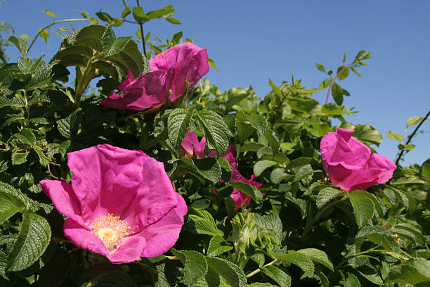 rosa rugosa rubra róża pomarszczona rubra 80 cm