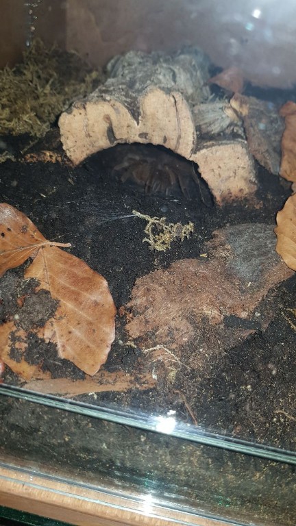 Theraphosa blondi l6 samica
