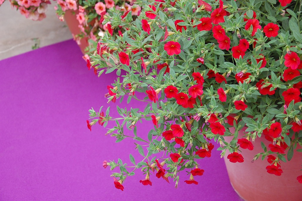 Calibrachoa Callie Scarlet Red Milion Dzwonków