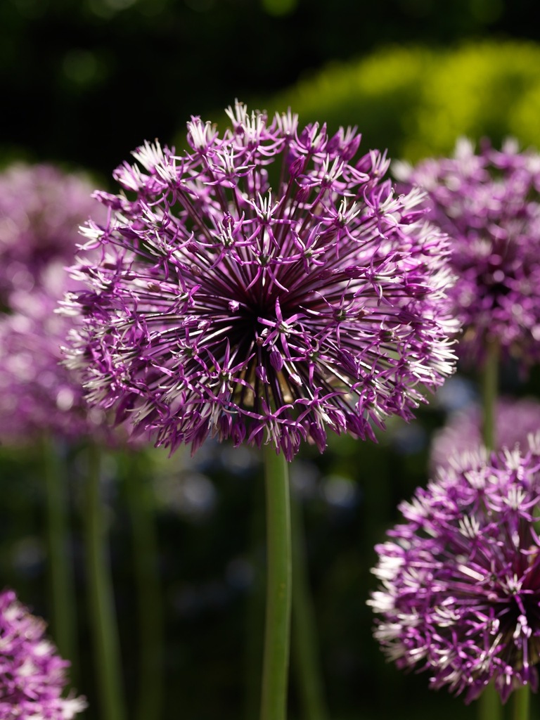 Czosnek ozdobny Rosenbacha ROSENBACHIANUM
