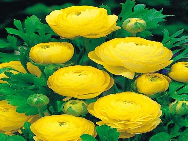 RANUNCULUS - JASKRY JASKIER ŻÓŁTY 5 szt *B