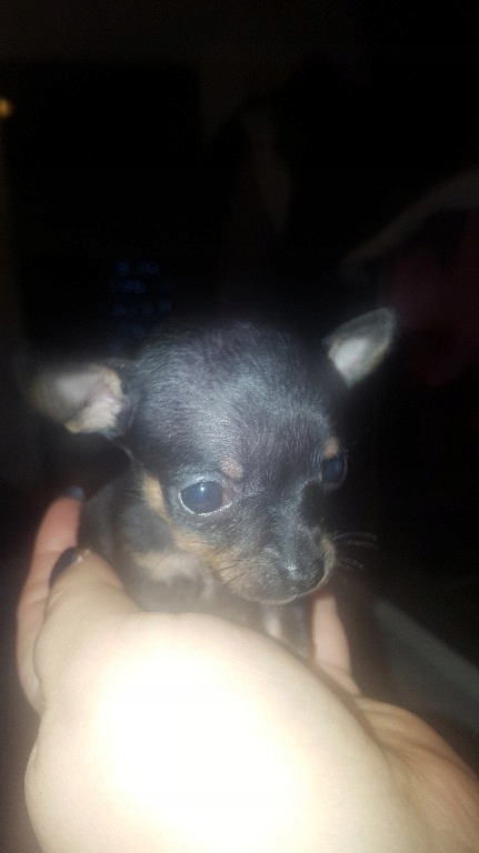 Ratlerek miniaturka