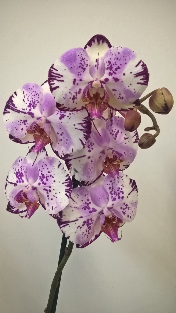 phalaenopsis phalenopsis storczyk Magic Art