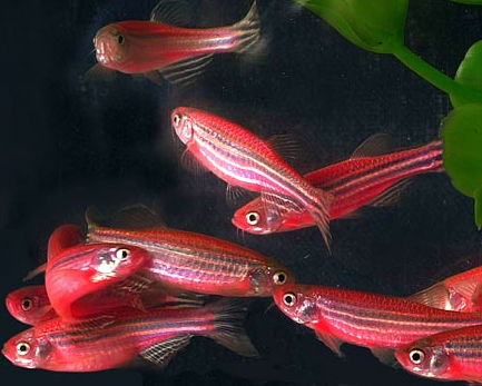 DANIO CZERWONE RÓŻOWE PRĘGOWANE mocny kolor EKH
