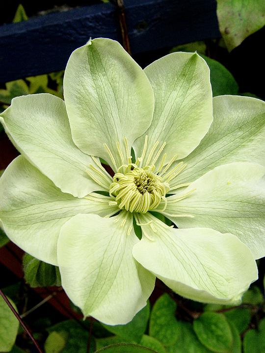Clematis 'Guernsey Cream' - Powojnik KREMOWY