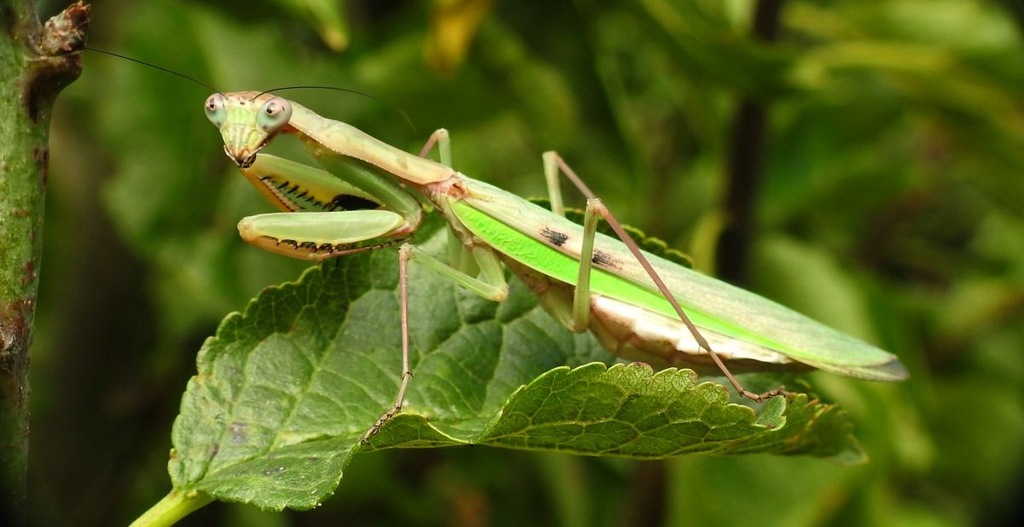 Polyspilota aeruginosa L1-2 Pierwsza MODLISZKA !