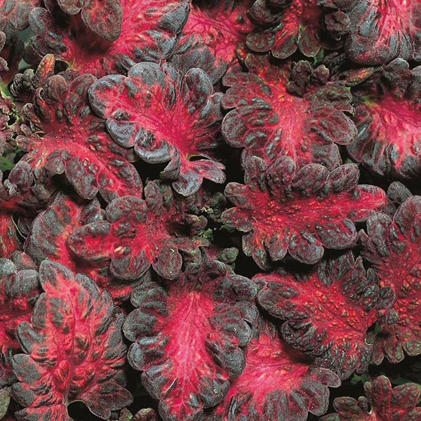 Coleus Black Dragon - nasiona