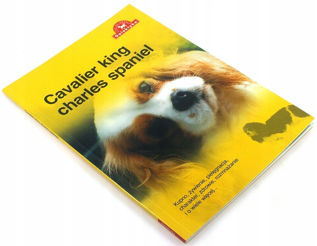CAVALIER KING CHARLES SPANIEL bdb
