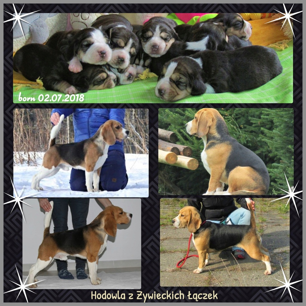 Beagle Szczenięta Elitarne Pochodzenie!