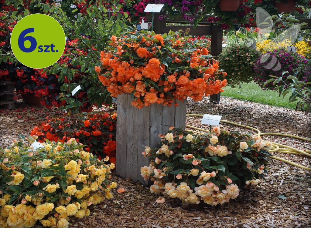 Begonia Belina Peach 6 sztuk
