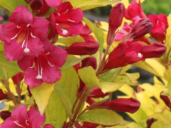 Krzewuszka OLYMPIADE Weigela Na pniu 110cm Drzewko