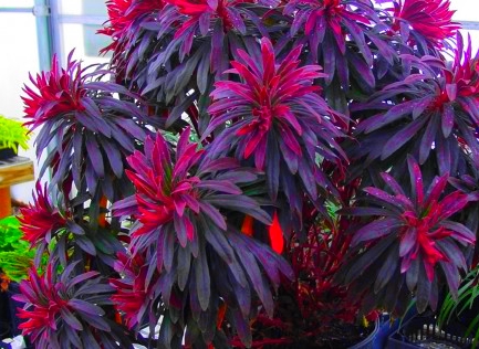 B217 Wilczomlecz ‘Walberton's Ruby Glow'  Nowość !
