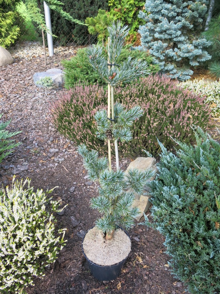 Pinus Parviflora 'AzumaGoyo' !!! !!! !!! !!! 7287152504