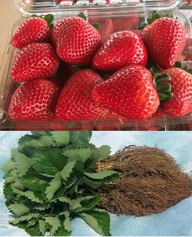 SADZONKI TRUSKAWEK 2x50szuk JOLY i CLERY 100 SZTUK