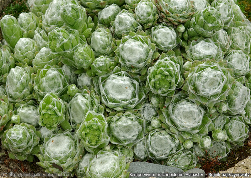 Rojnik pajęczynowy Sempervivum arachnoideum