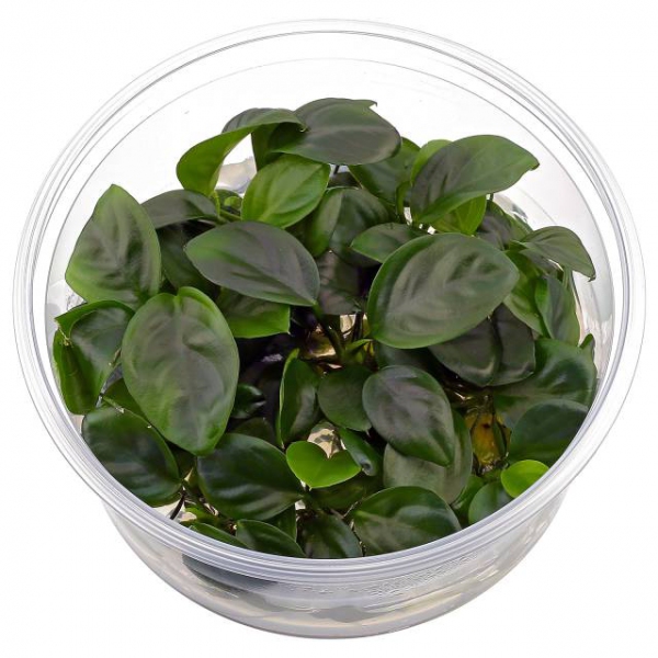 ROŚLINA ANUBIAS W ŻELU IN VITRO POJ.10cm 250ml