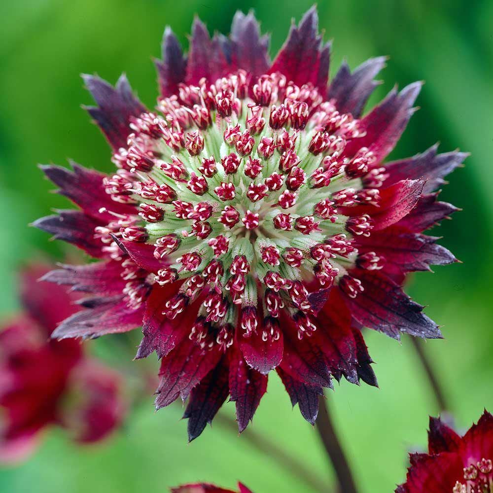 Jarzmianka Moulin Rouge Astrantia Szkółka