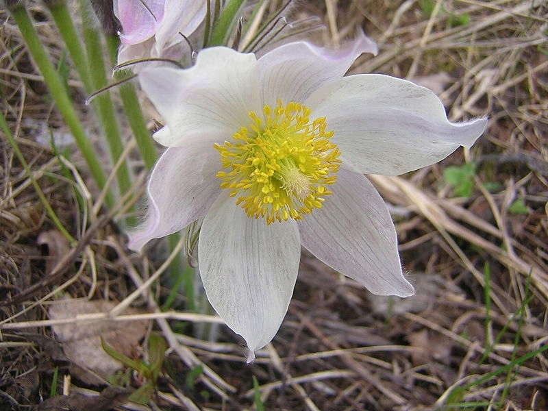Sasanka dzwonkowata - (Pulsatilla patens) - 0,1g