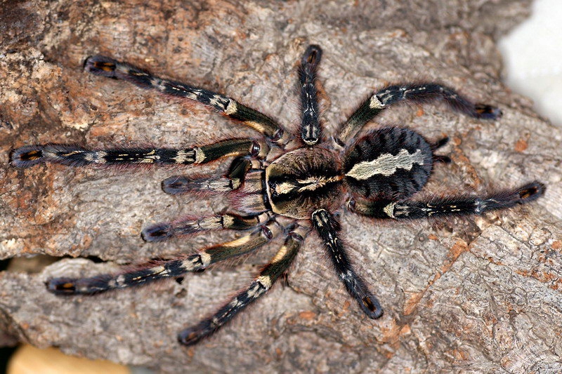 samice Poe.ornata samice