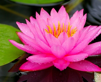 W42 Lilia wodna 'Mayla' (Nymphaea) p11