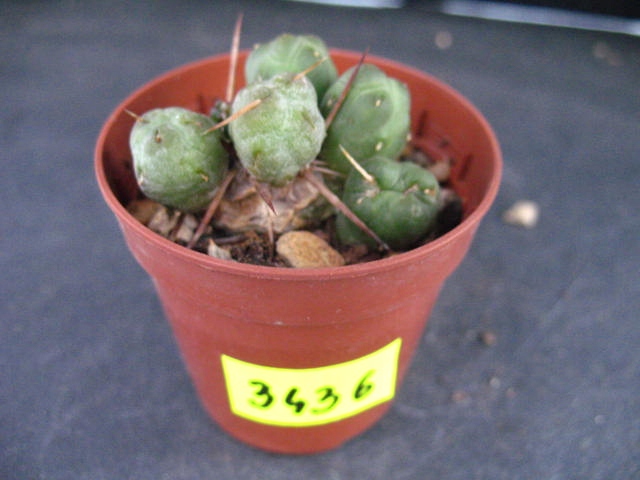 Kaktusy Tephrocactus atroviridis nr 3436 don 5,5cm