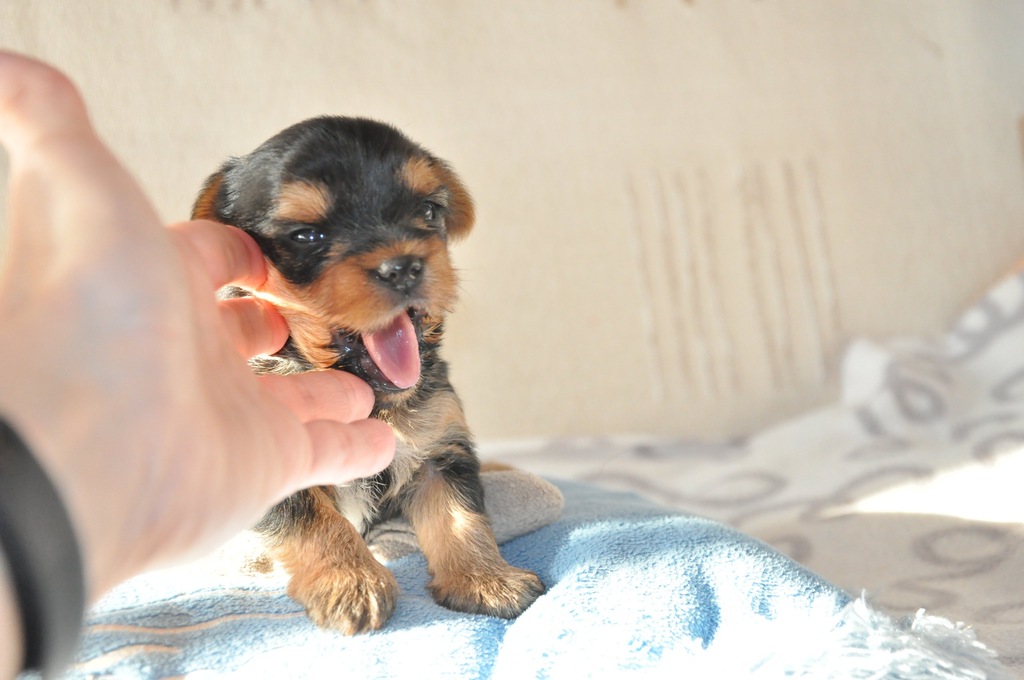 Yorkshire Terrier i Chihuahua . Rodowód FCI/ ZKwP.