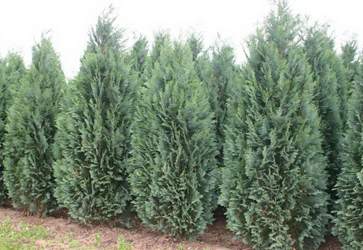 I4 Cyprysik lawsona Columnaris # Zywoplot # p9
