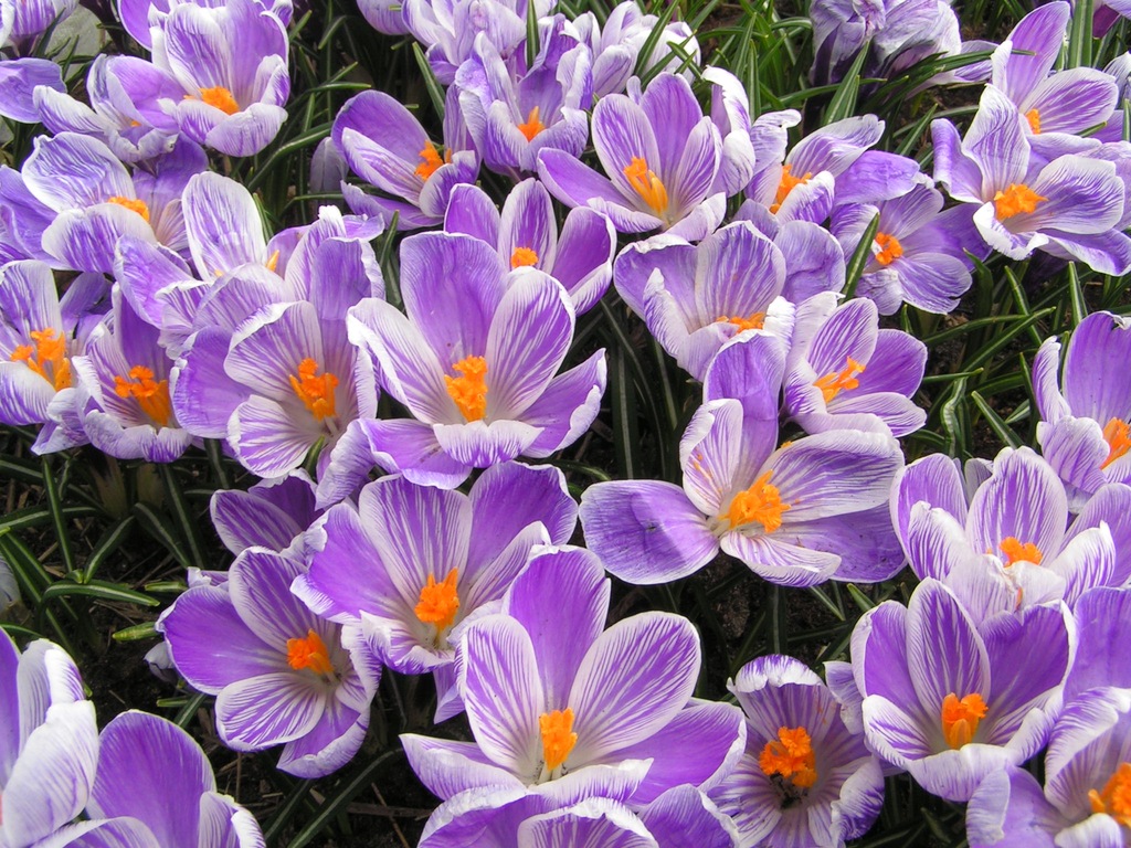 KROKUS PRĄŻKOWANY wczesnowiosenna bylina, III
