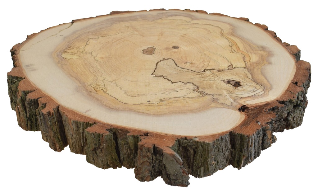 Plaster drewna, krążki drewniane 39-40 cm WIERZBA