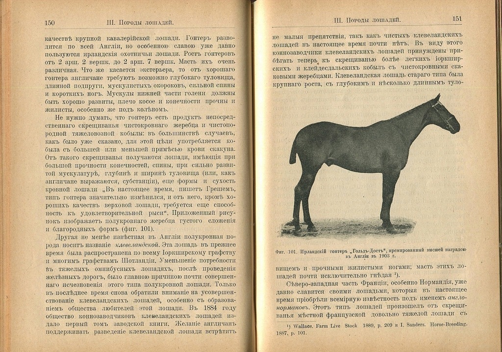 HODOWLA KONI 1896 konie koń Rosja rosyjski hipika