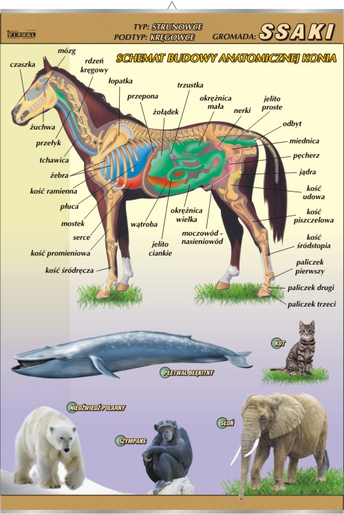 SSAKI budowa anatomiczna KONIA PLANSZA 100x70