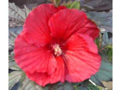 HIBISKUS bylinowy MY VALENTINE XXL C5 PĄKI