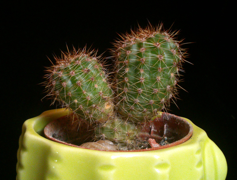 kaktus Echinopsis chacoana, rhodotricha Paragwaj