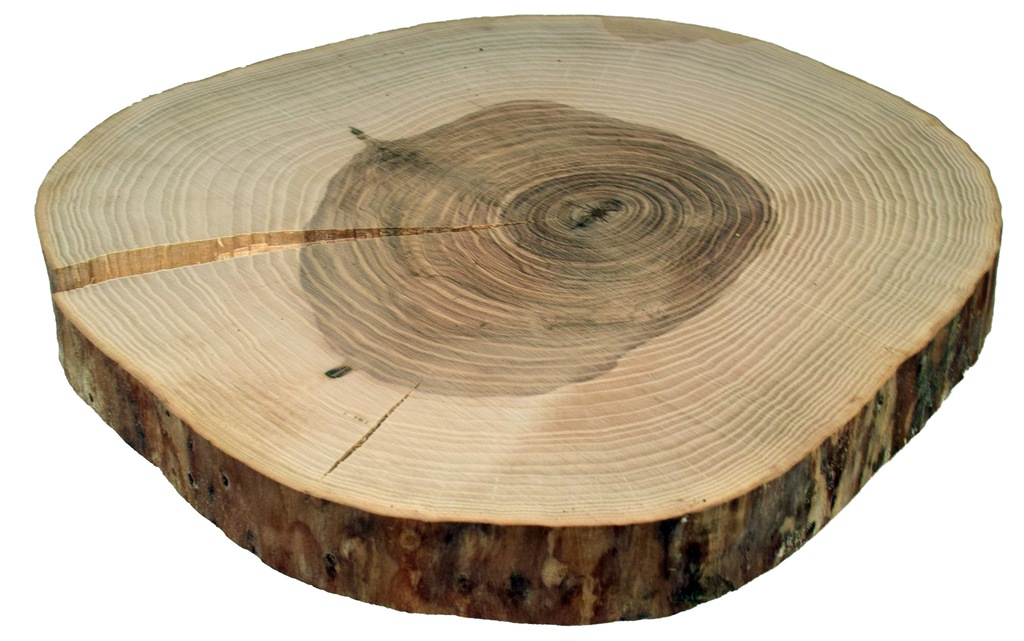 Plastry drewniane, krążek drewna 35-38 cm JESION