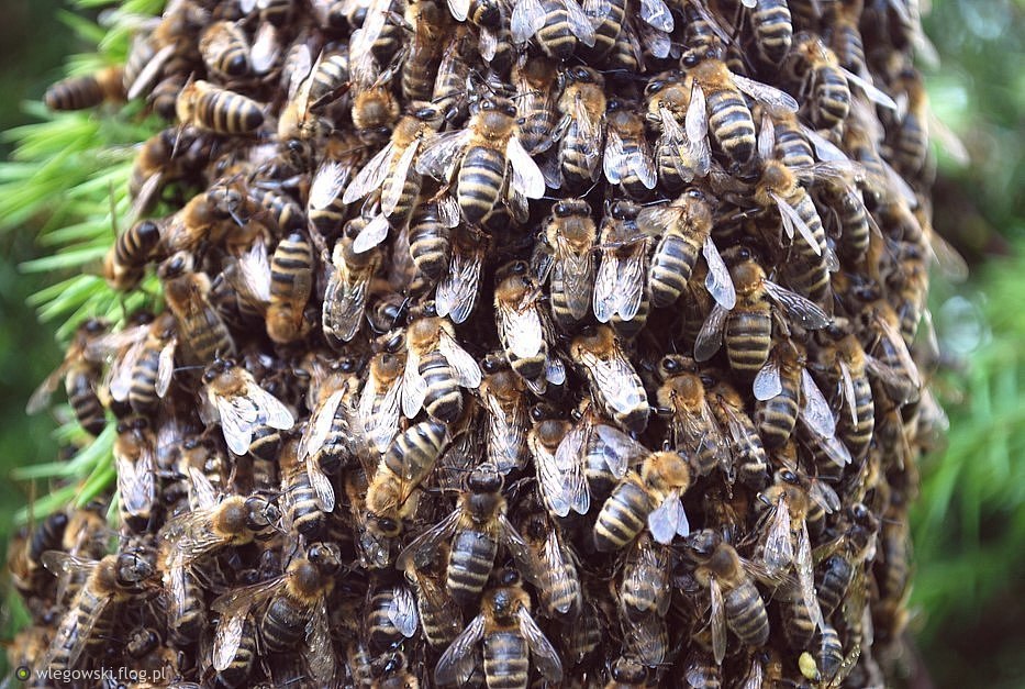 Roje pszczele, rójki, rójka - usuwanie