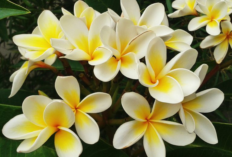 KWIAT LEI – FRANGIPANI PLUMERIA RUBRA MIX KOLORÓW