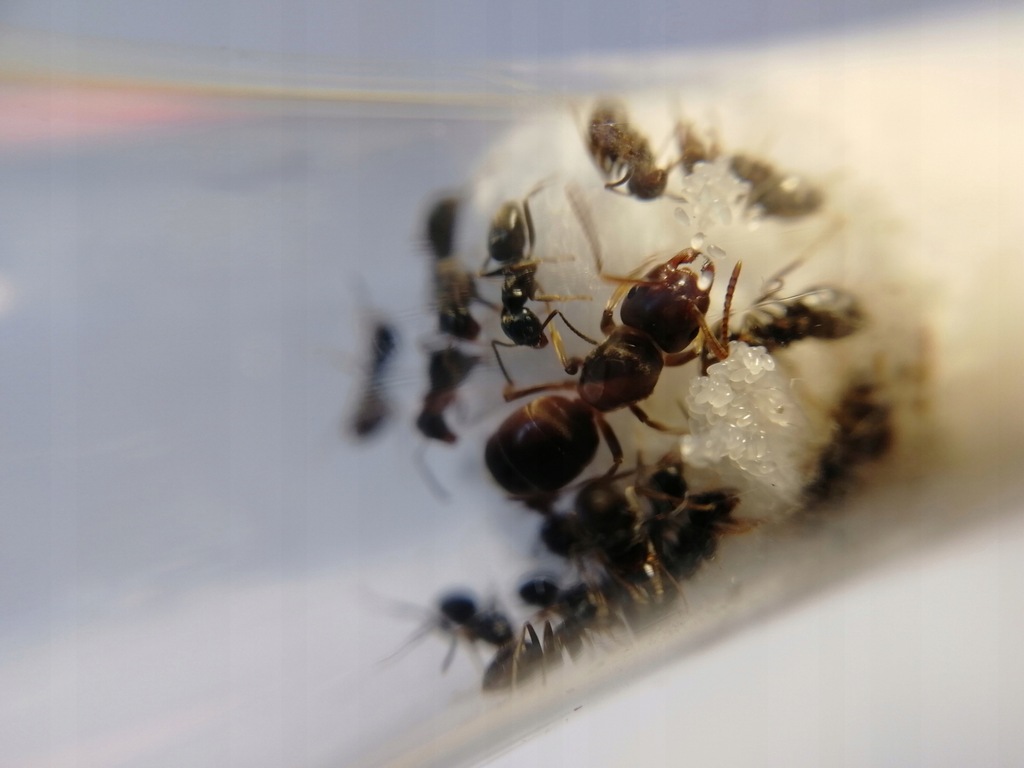 Mrówki Lasius Chthonolasius sp. 10-20 robotnic.