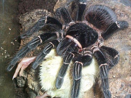 Lasiodora parahybana L3/4 8 Gwarancja + Gratisy