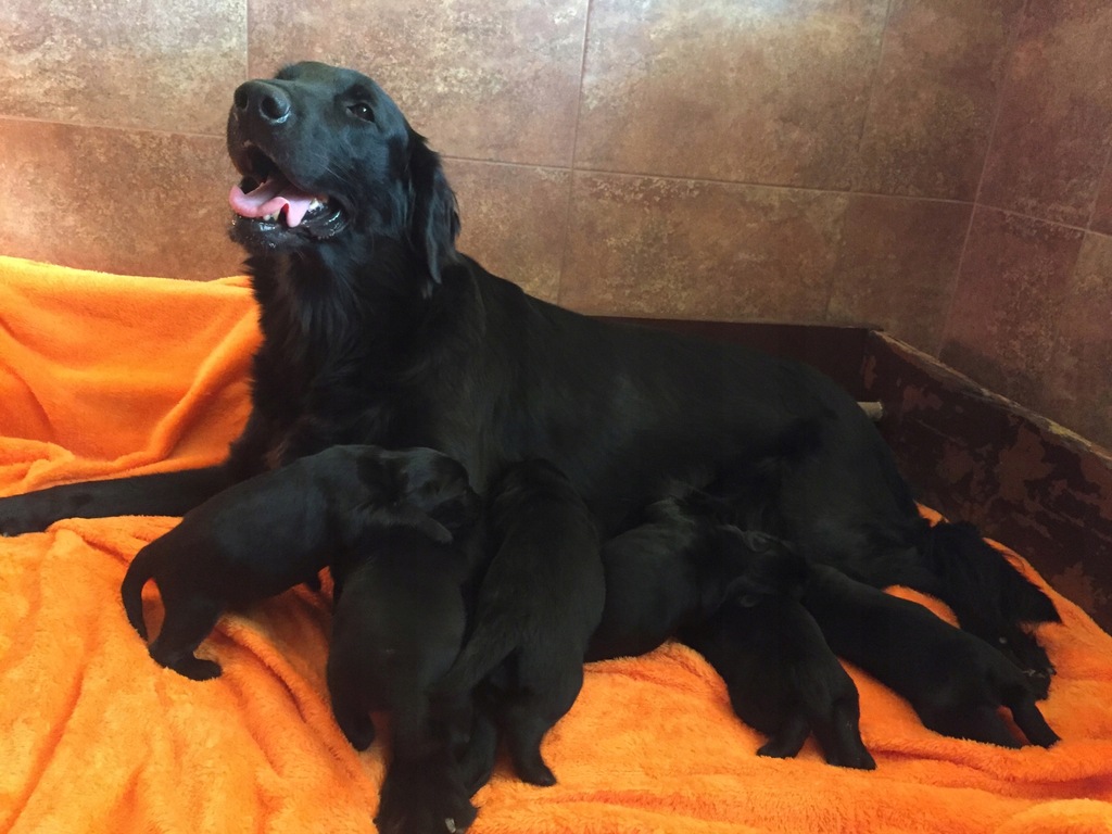 szczenieta Flat Coated Retriever