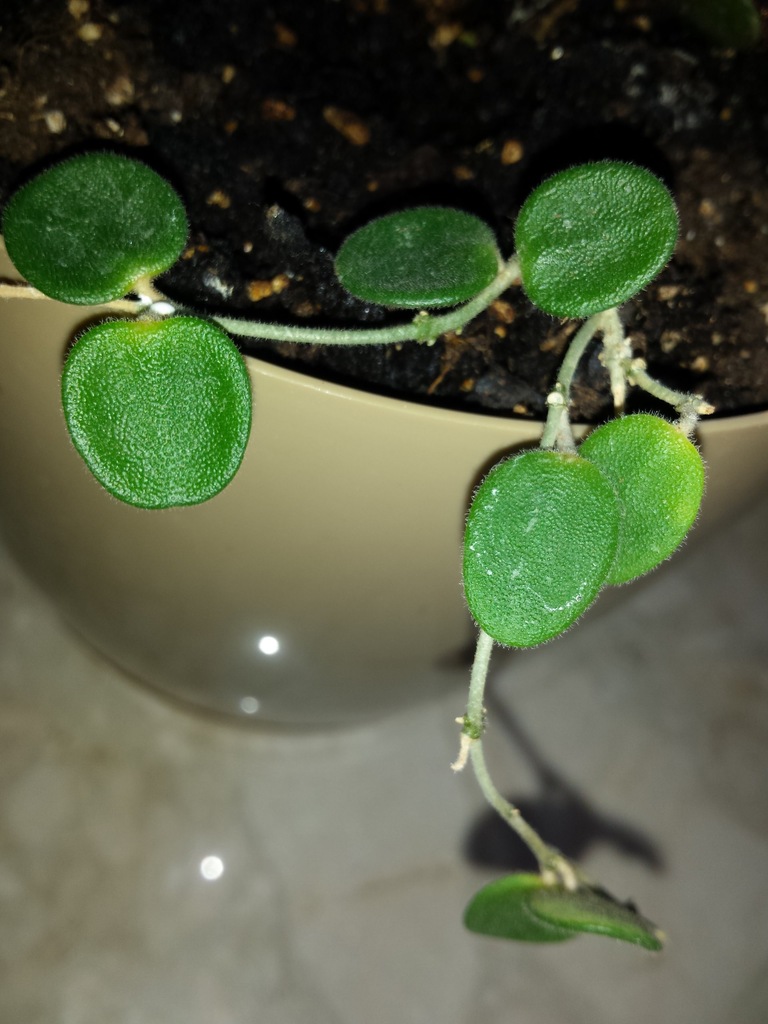 Hoja hoya sarpens   - rosnąca