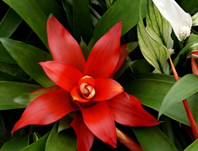 Przepiękna Guzmania czerwona - dekoracyjne kwiaty