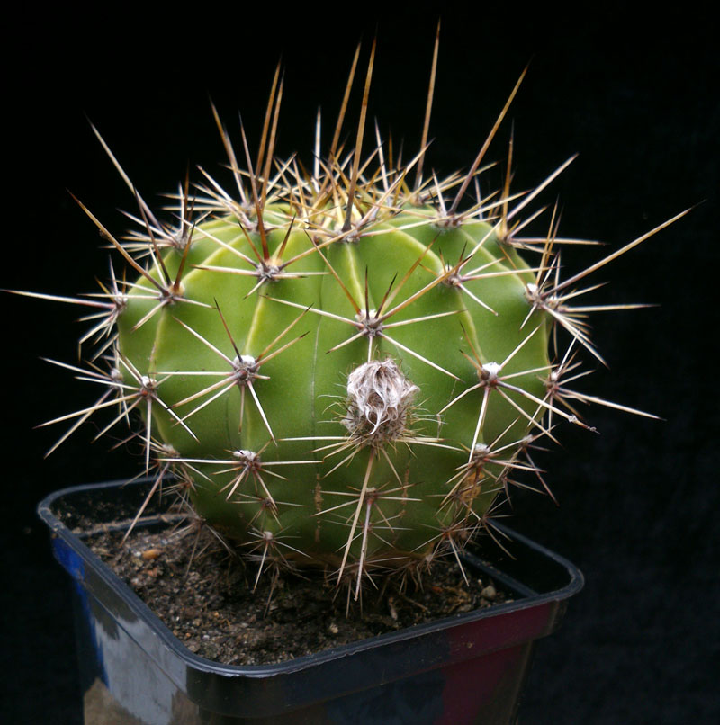 kaktus Echinopsis chacoana, rhodotricha kwitnący