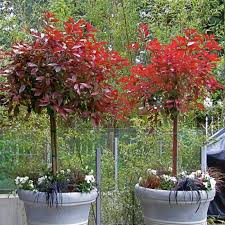 BERBERYS CORONA 70CM NA PNIU SZCZEPIONY